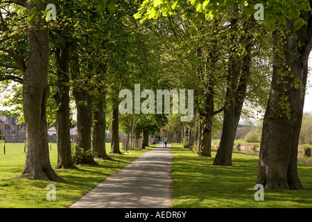 UK Wales Powys Builth Wells The-Groe neben Fluss Wye Abrams Torheit Baumreihe Stockfoto