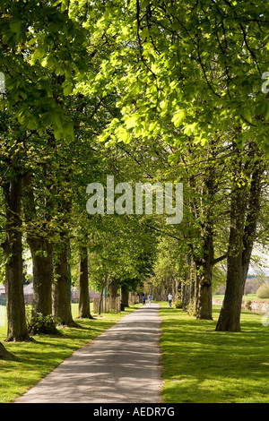 UK Wales Powys Builth Wells The-Groe neben Fluss Wye Abrams Torheit Baumreihe Stockfoto