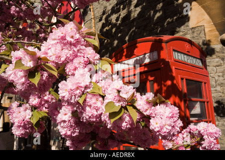 UK Wales Powys Builth Wells Castle Street blühenden Kirschbäume Baum in Blüte steht in der Nähe von K6 Telefonzelle Stockfoto