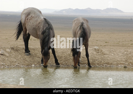wilde Pferde trinken am Wasserloch Stockfoto