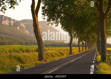 Straße, gesäumt von einer Allee von Bäumen in der Val du Fenouillet-Languedoc-Frankreich Stockfoto