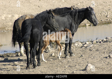 Wildpferd-Familie Stockfoto