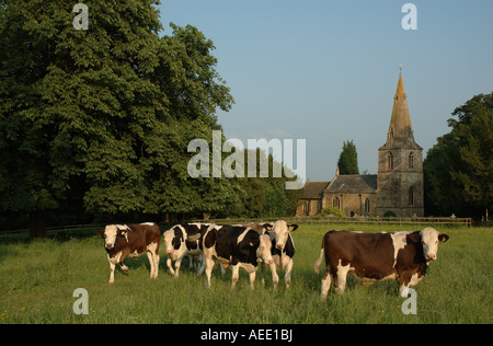 UK, Leicestershire, Gumley, Kühe grasen im Feld vor St Helens Kirche Stockfoto