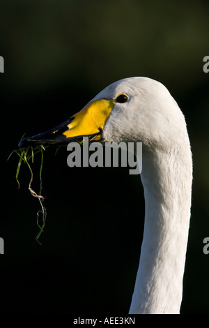 Singschwan Stockfoto