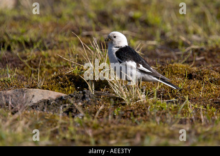 Schneeammer Stockfoto