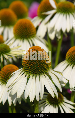 Echinacea-weißer Schwan Stockfoto