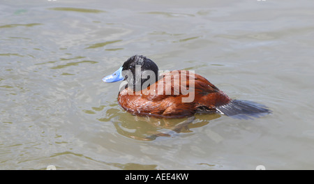 Argentinische Ruddy Ente, Oxyura vittata Stockfoto