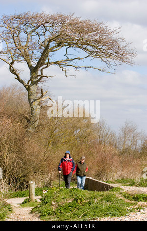 Windgepeitschten Baum und Wanderer auf dem Küstenpfad Stockfoto