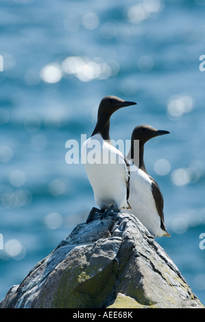 Guillemot (Uria Aalge) Erwachsenen paar thront auf einem Felsen Farne Islands Northumberland Küste England UK Juni Stockfoto