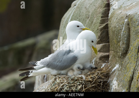 Dreizehenmöwe (Rissa Tridactyla) Eltern mit jungen am Nest ändern schützen Farne Islands Northumberland Küste England UK Juni Stockfoto