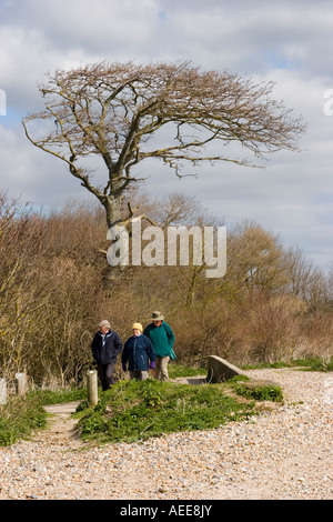 Windgepeitschten Baum und Wanderer auf dem Küstenpfad Stockfoto