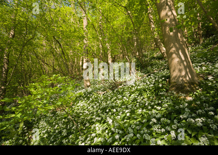 der Forest of Dean in der Nähe von Newland Gloucestershire England UK Stockfoto