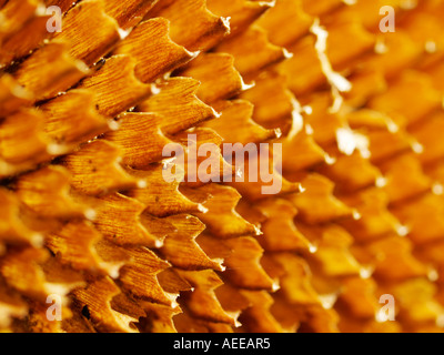 Sonnenblume, getrocknet, ohne Samen Stockfoto