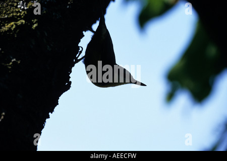 Kleiber (Sitta Europaea) läuft kopfüber nach unten einen Stamm Stockfoto