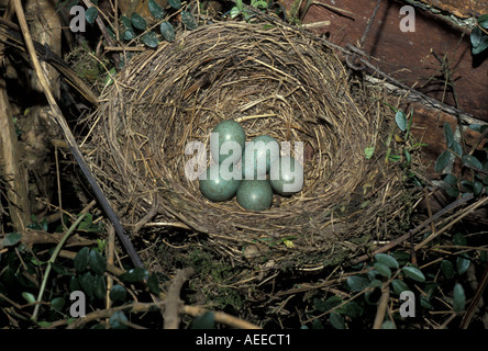 Amsel Turdus Merula nahe Eiern bis Nest mit fünf FL009272 S Stockfoto