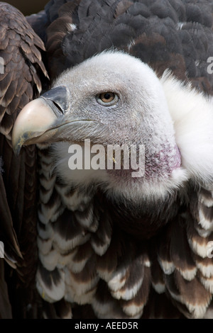 Ruppell s Griffon (abgeschottet Rueppellii) - Nahaufnahme Stockfoto