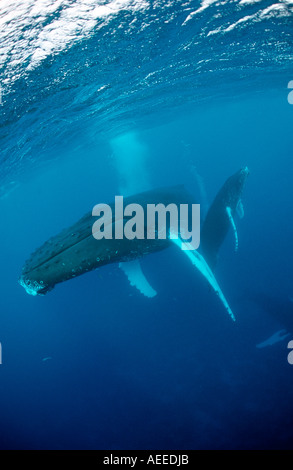 Buckelwal Mutter und Kalb Impressionen Novaeangliae Rurutu Pazifik Tahiti Französisch-Polynesien Stockfoto