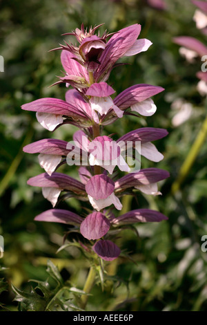 Violette Blütenspitzen der Acanthus-Pflanze (Acanthus mollis), auch bekannt als Bärenbärchen Stockfoto