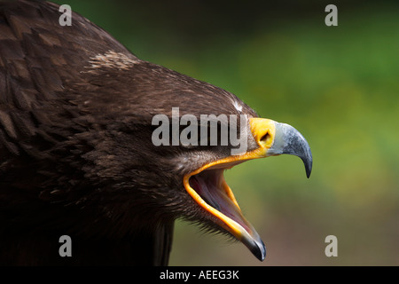 Tawny Eagle (Aquila Rapax) Weinen Stockfoto