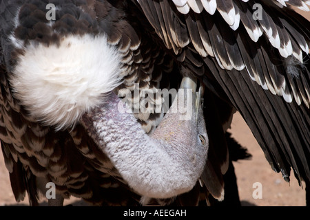 Ruppell s Griffon (abgeschottet Rueppellii) sauber seine Federn - Nahaufnahme Stockfoto