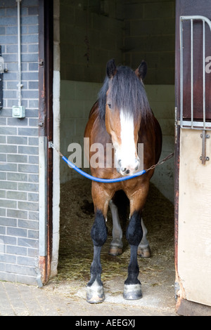 Pferdestall Stockfoto