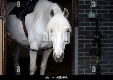 Pferdestall Stockfoto