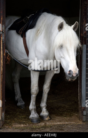 Pferdestall Stockfoto