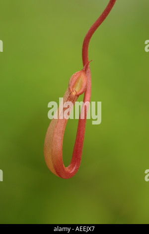 Geflügelte Kannenpflanze Nepenthes Alata Philippinen Pitcher in einem frühen Stadium der Entwicklung Stockfoto