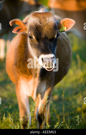 Freundliche Jersey-Kuh, die im Abendlicht auf die Kamera schaut Stockfoto