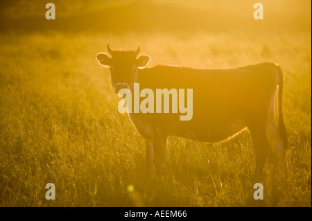 Jersey Kuh, die sich in der Sonne sonnt, während sie auf der Insel Jersey untergeht Stockfoto