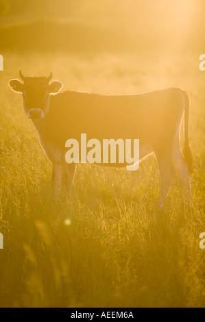 Jersey Kuh, die sich in der Sonne sonnt, während sie auf der Insel Jersey untergeht Stockfoto