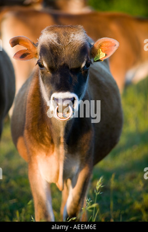 Freundliche Jersey-Kuh, die im Abendlicht auf die Kamera schaut Stockfoto