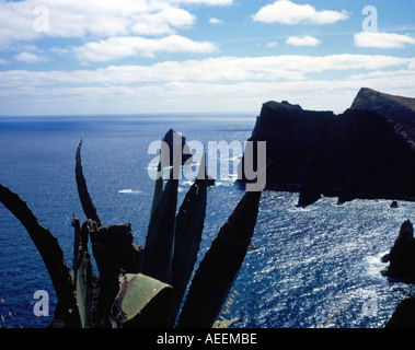 Kaktus am Landzunge Ponta de Sao Lourenco Madeira Portugal Europa. Foto: Willy Matheisl Stockfoto