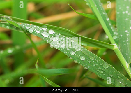 Grashalme in Tropfen regen bedeckt hautnah Stockfoto