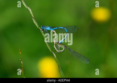 Paarung Rad gemeinsame Blue Damselfly Enallagma Cyathigerum auf Stamm von Weidelgras Stockfoto