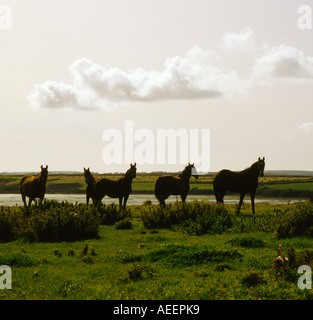 Pferd fünf Pferde gemeinsam am Abend neben einer Wasserfläche mit Feldern im Hintergrund Stockfoto