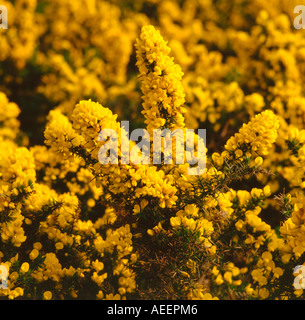 Gelbe Blumen auf dem Ginster-Busch Stockfoto