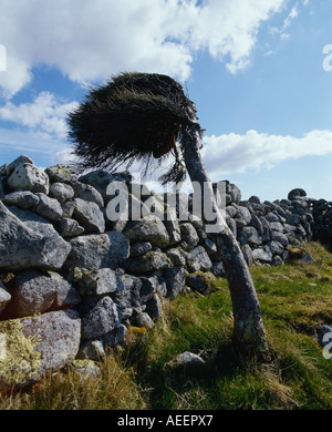 Ein einzelner Baum stand neben einer Steinmauer in die Luft gesprengt durch einen starken Windstoß Stockfoto