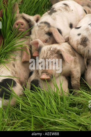 Gloustershire alte Spot Ferkel im Freien in einem schlammigen Haufen unter den Rasen Stockfoto