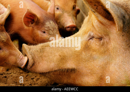 Bio Tamworth Sau mit Ferkeln auf Farm UK Stockfoto