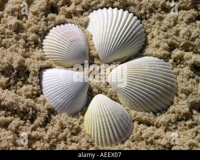 fünf weisse Muscheln in einem Kreis auf einem Sandstrand Stockfoto