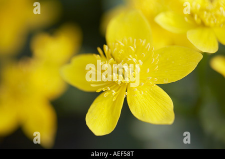 Marsh Marigold Caltha palustris Stockfoto