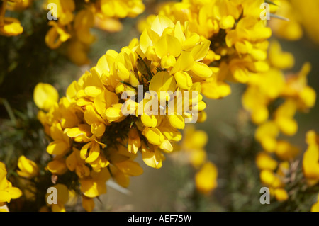 Gemeinsamen Gorse, Ulex Europaeus Blumen Stockfoto