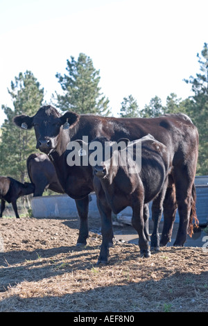Kuh und Kalb neben Bewässerung Station im ländlichen Nebraska Ponderosa Ranch Sandhügel. Westen der USA. Stockfoto