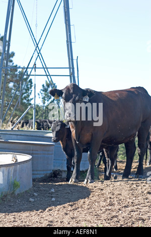 Kuh und Kalb neben Bewässerung Station im ländlichen Nebraska Ponderosa Ranch Sandhügel. Westen der USA. Stockfoto
