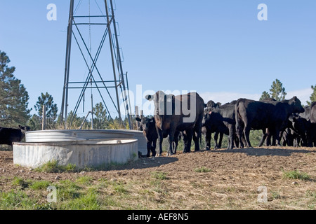 Kühe und Kälber neben Bewässerung Station im ländlichen Nebraska. Westen der USA. Stockfoto