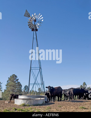 Kühe und Kälber neben Bewässerung Station im ländlichen Nebraska. Wasserpumpe mit Windkraft betrieben. Stockfoto
