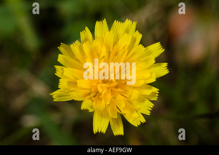 Herbst-Löwenzahn Stockfoto