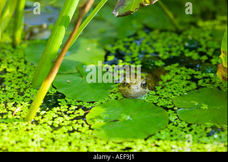 ein Frosch in einen Gartenteich in Clitheore, Lancashire, UK Stockfoto