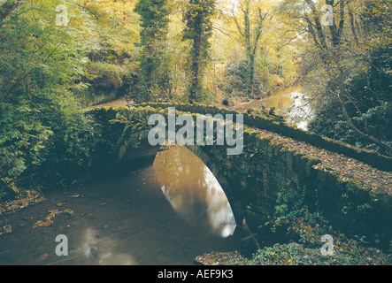 Jesmond Dene in Newcastle Upon Tyne, Tyne and Wear, UK Stockfoto